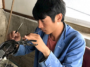 Tahiti pearl harvesting in Rikitea. A grafter uses precision instruments to remove a pearl.