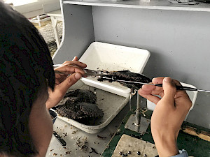 Tahiti pearl harvesting in Rikitea. A pearl is being removed from the oyster.